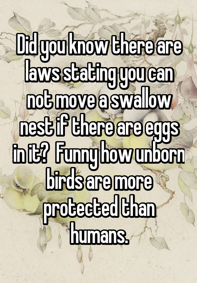 Did you know there are laws stating you can not move a swallow nest if there are eggs in it?  Funny how unborn birds are more protected than humans.
