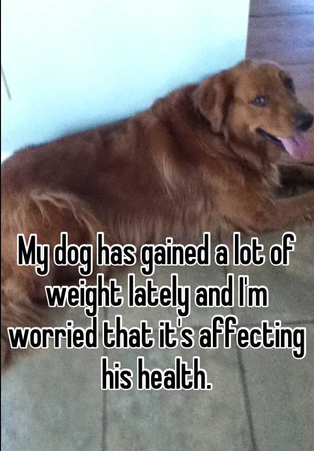 my-dog-has-gained-a-lot-of-weight-lately-and-i-m-worried-that-it-s