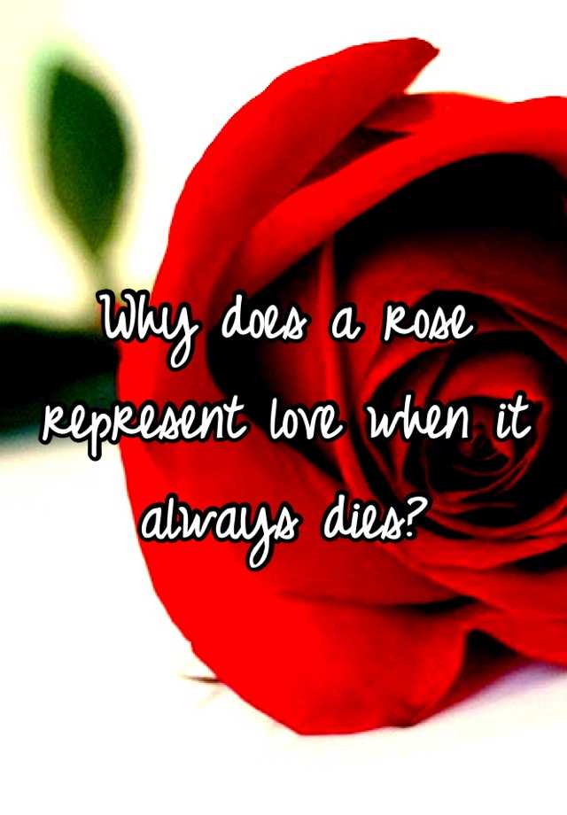 why-does-a-rose-represent-love-when-it-always-dies