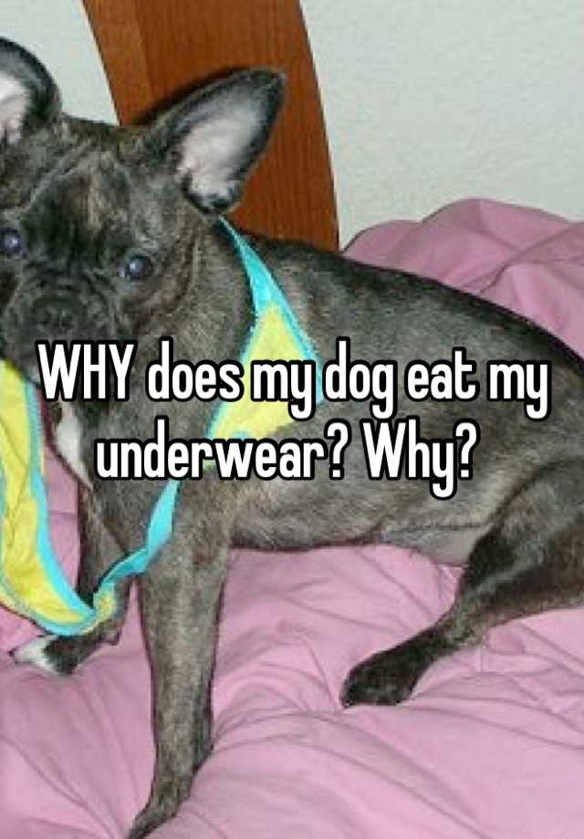 WHY does my dog eat my underwear? Why?