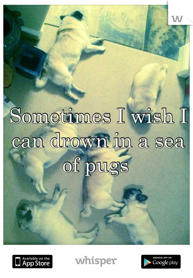 Sometimes I wish I can drown in a sea of pugs 