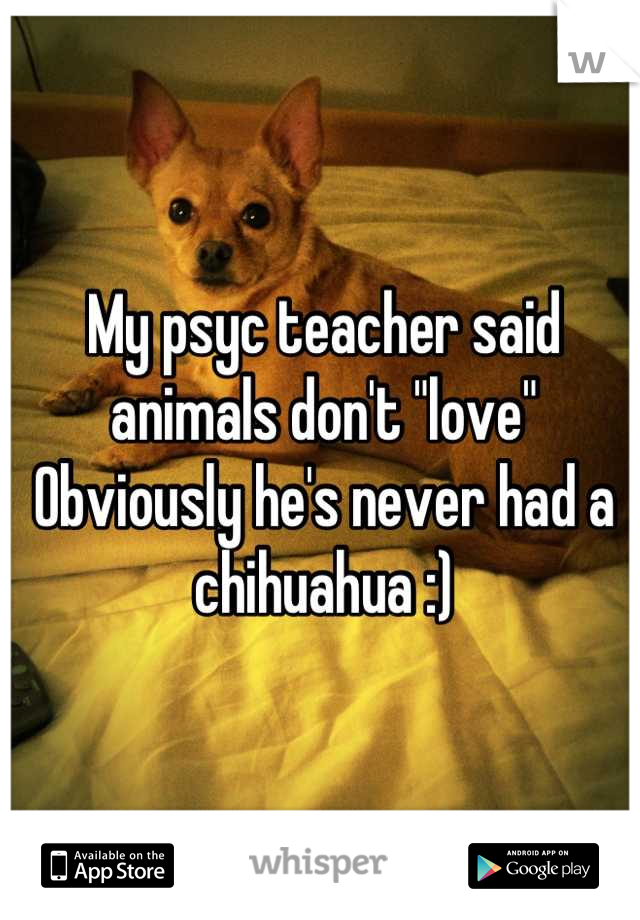 My psyc teacher said animals don't "love"
Obviously he's never had a chihuahua :)