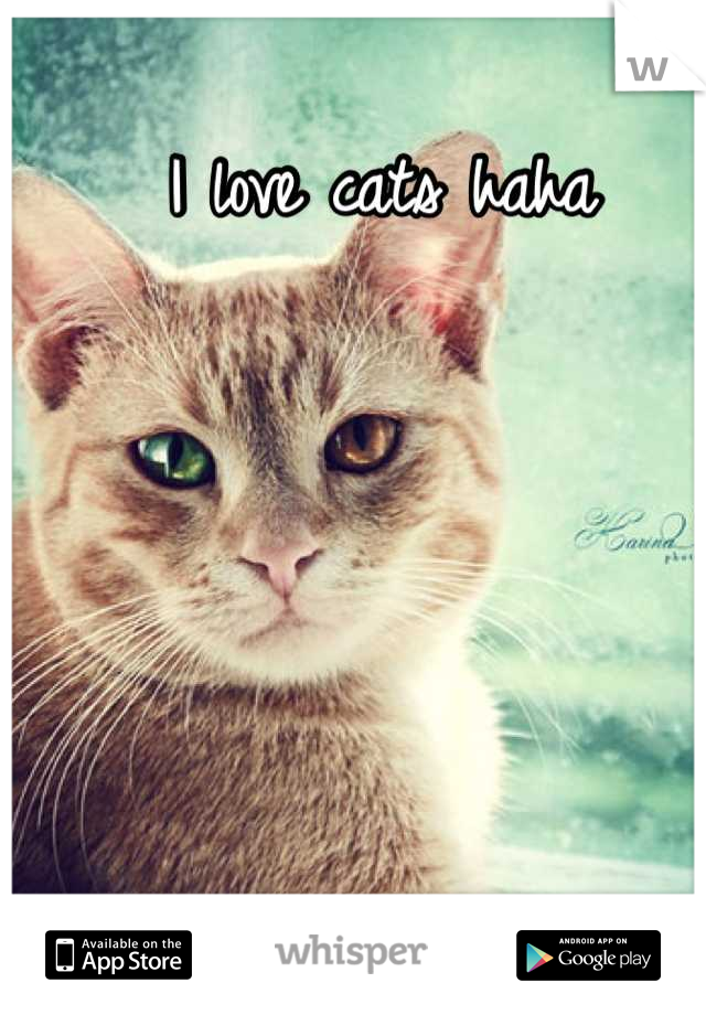 I love cats haha 