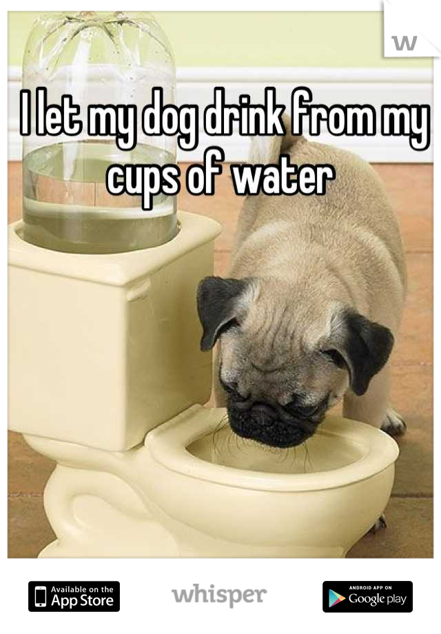 I let my dog drink from my cups of water 