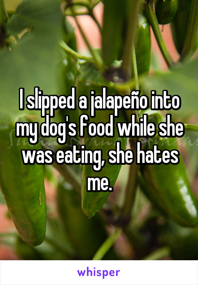 I slipped a jalapeño into my dog's food while she was eating, she hates me.