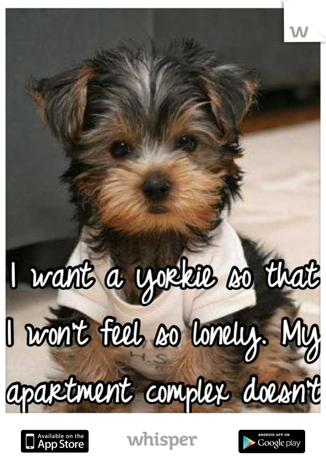 I want a yorkie so that I won't feel so lonely. My apartment complex doesn't accept them :'(  