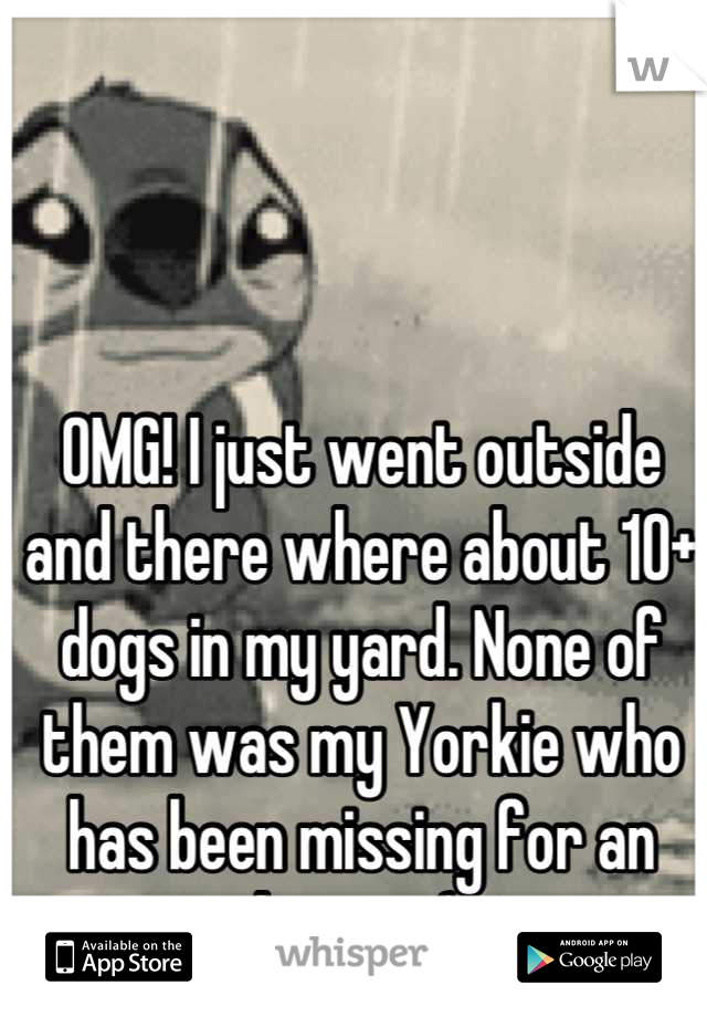 OMG! I just went outside and there where about 10+ dogs in my yard. None of them was my Yorkie who has been missing for an hour.   :( 