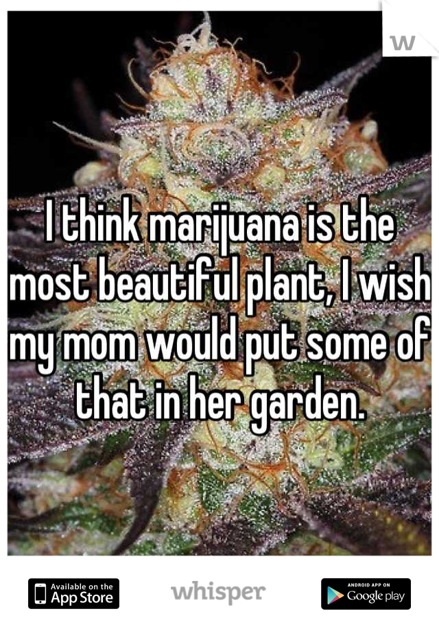 I think marijuana is the most beautiful plant, I wish my mom would put some of that in her garden.