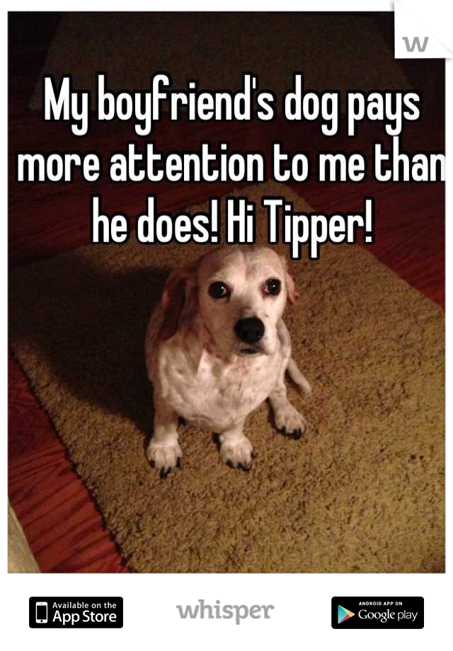 My boyfriend's dog pays more attention to me than he does! Hi Tipper!