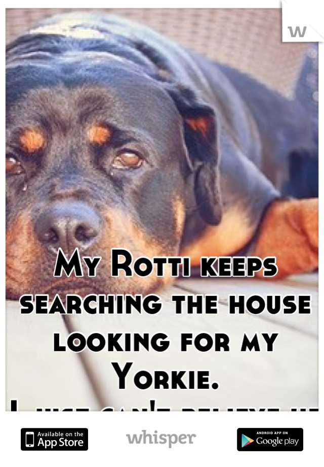 My Rotti keeps searching the house looking for my Yorkie. 
I just can't believe he is gone?