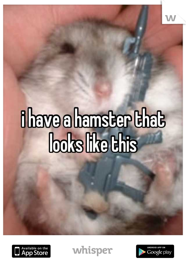 i have a hamster that looks like this