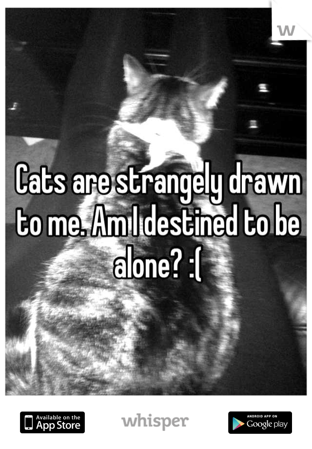 Cats are strangely drawn to me. Am I destined to be alone? :(