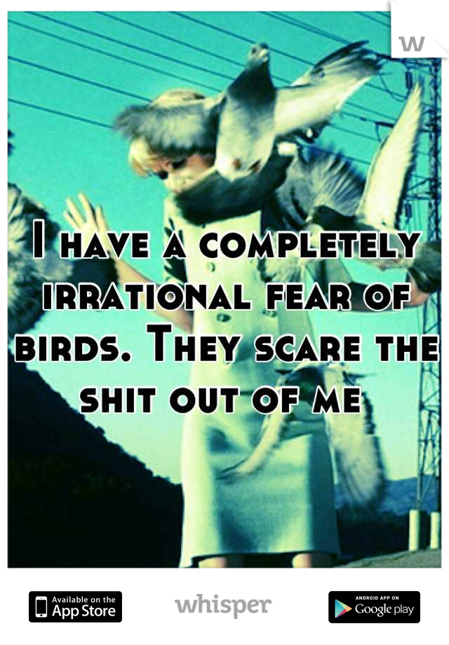 I have a completely irrational fear of birds. They scare the shit out of me 