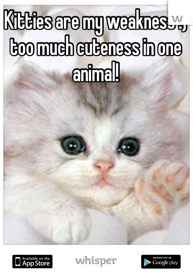 Kitties are my weakness :) too much cuteness in one animal!