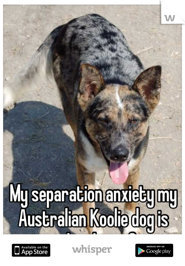 My separation anxiety my Australian Koolie dog is worse than his is for me