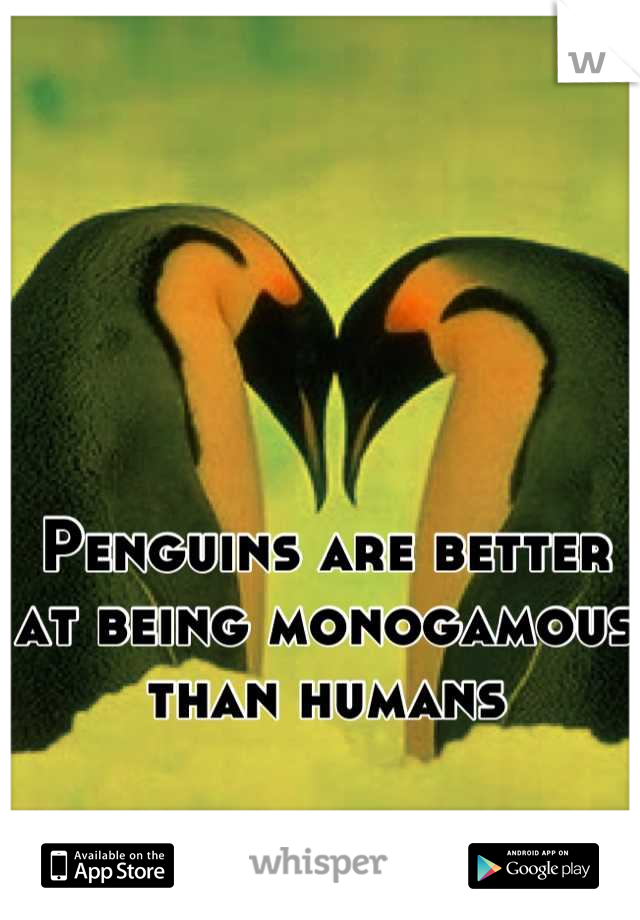 Penguins are better at being monogamous than humans