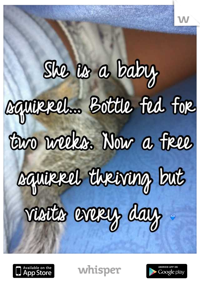 She is a baby squirrel... Bottle fed for two weeks. Now a free squirrel thriving but visits every day 💙