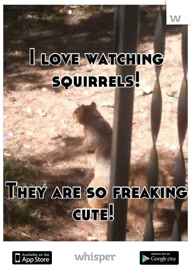 I love watching squirrels!




They are so freaking cute! 