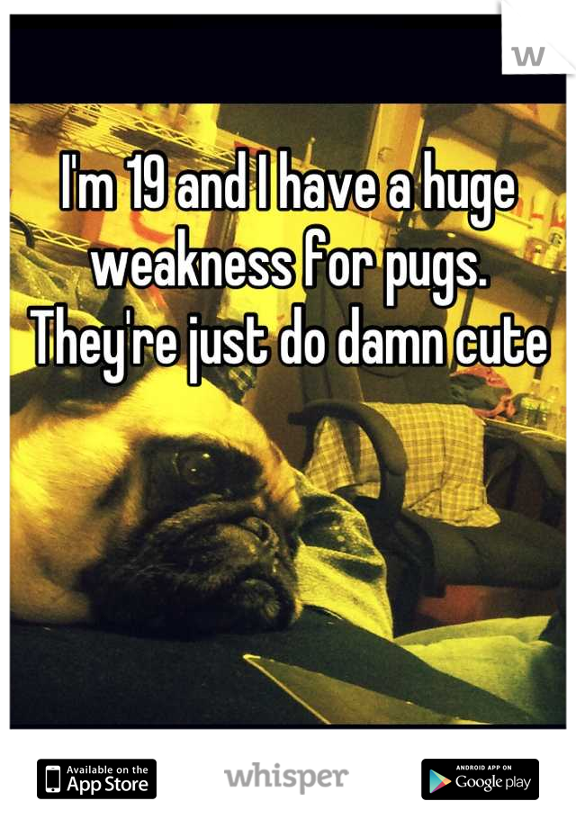 I'm 19 and I have a huge weakness for pugs. They're just do damn cute