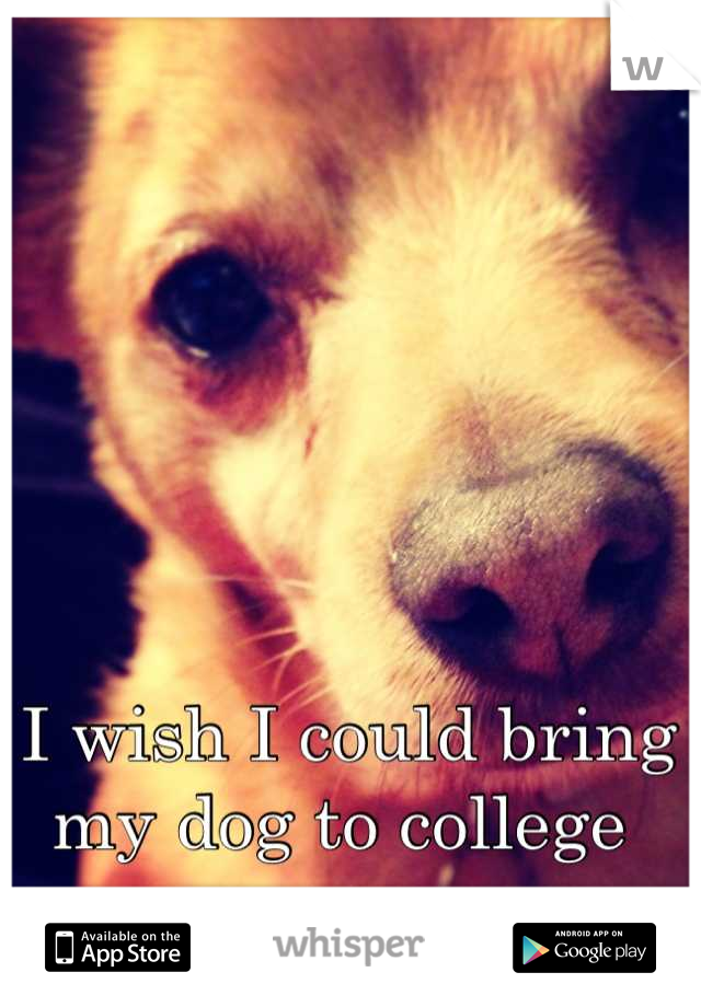 I wish I could bring my dog to college 
