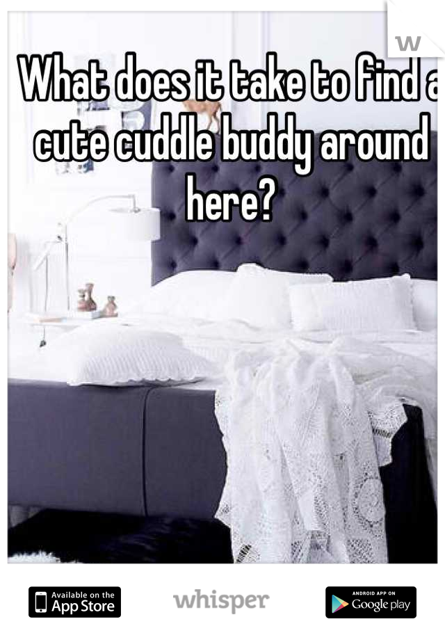 What does it take to find a cute cuddle buddy around here?