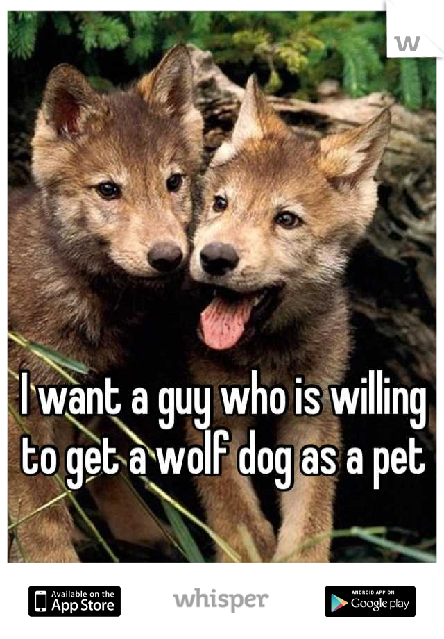 I want a guy who is willing to get a wolf dog as a pet