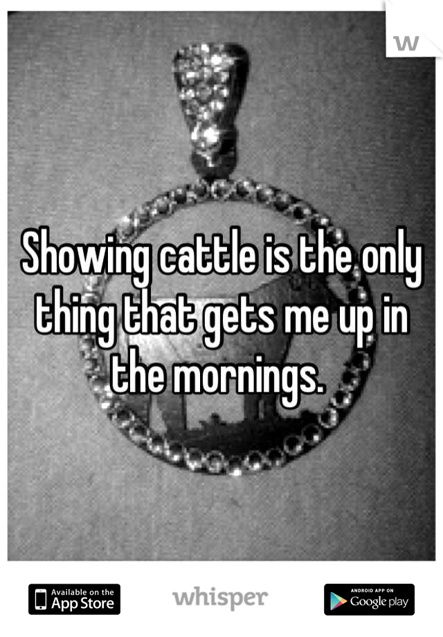 Showing cattle is the only thing that gets me up in the mornings. 