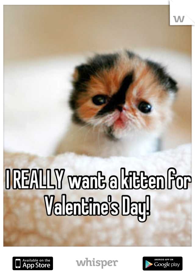 I REALLY want a kitten for Valentine's Day! 