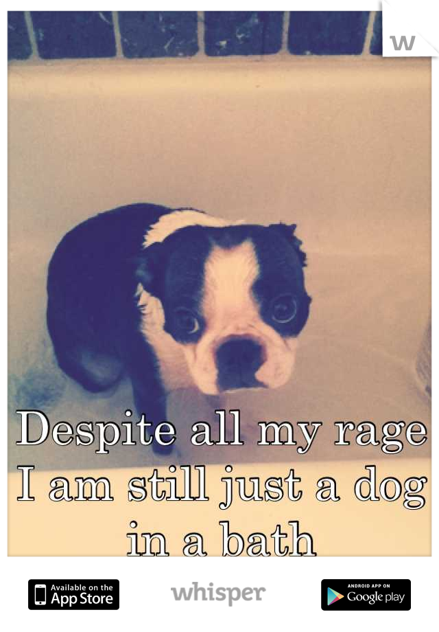 Despite all my rage I am still just a dog in a bath