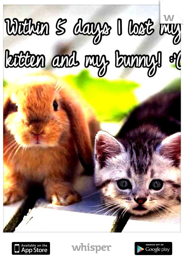 Within 5 days I lost my kitten and my bunny! :'(