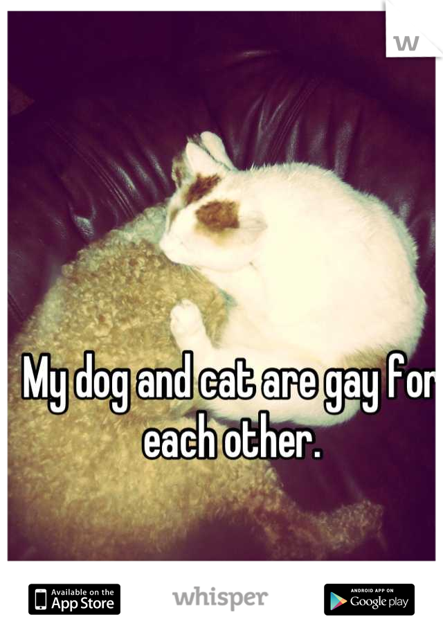 My dog and cat are gay for each other.
