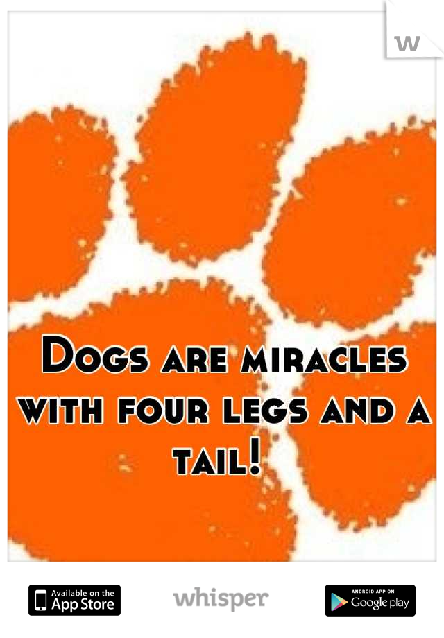 Dogs are miracles with four legs and a tail! 