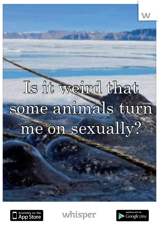 Is it weird that some animals turn me on sexually?