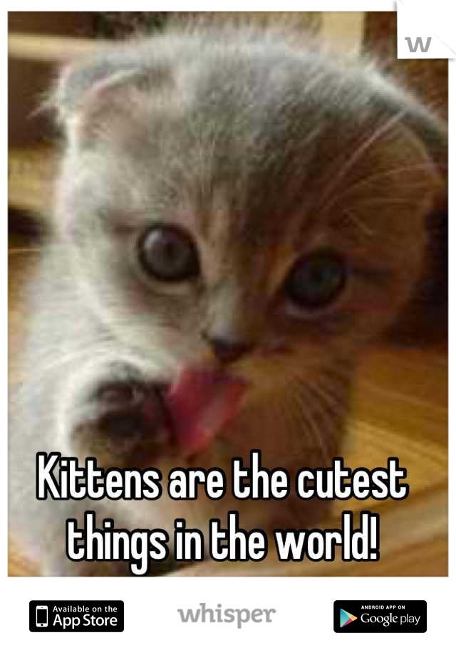 Kittens are the cutest things in the world!