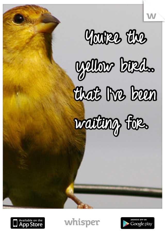 You're the 
yellow bird.. 
that I've been 
waiting for. 