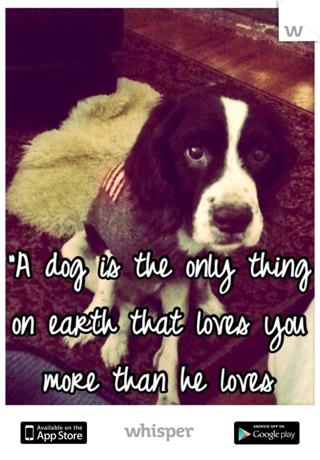 
“A dog is the only thing on earth that loves you more than he loves himself.” 