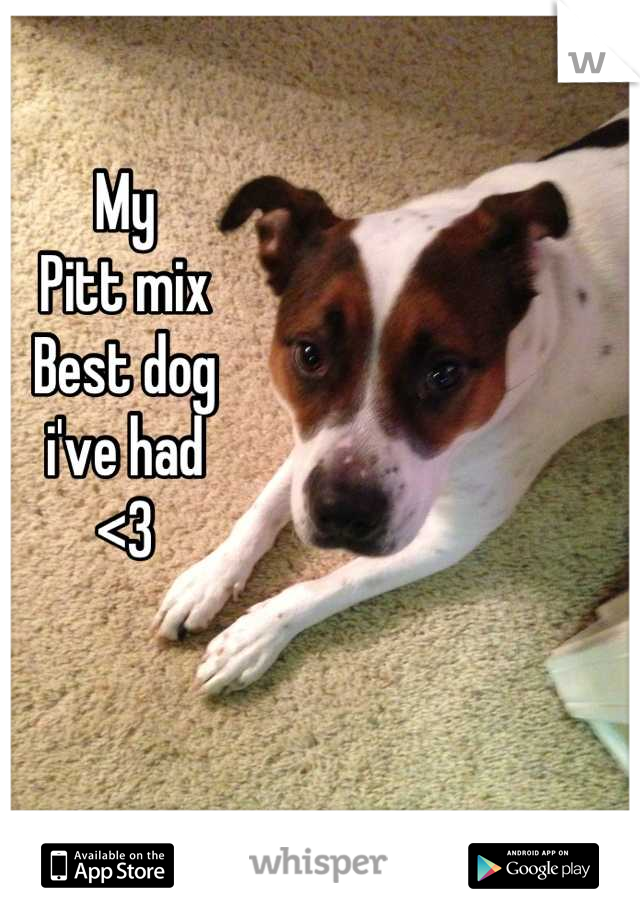 My 
Pitt mix
Best dog 
i've had
<3