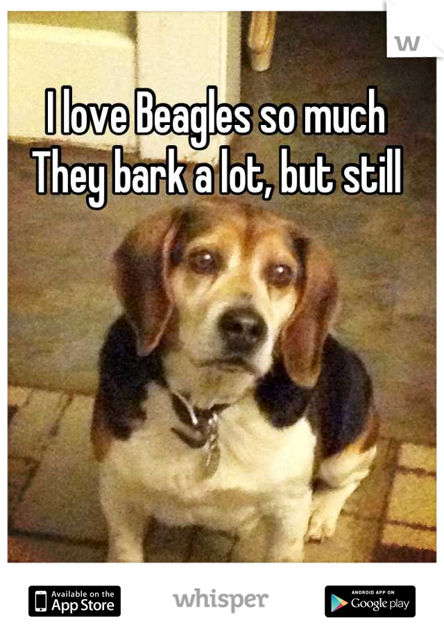 I love Beagles so much
They bark a lot, but still
