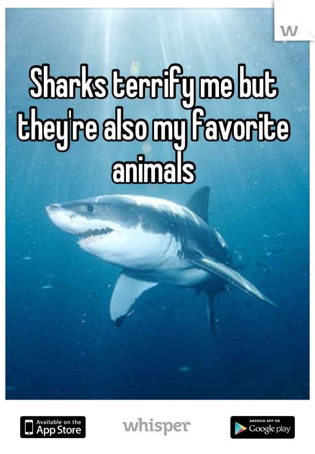 Sharks terrify me but they're also my favorite animals