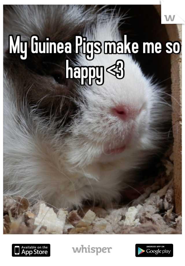 My Guinea Pigs make me so happy <3