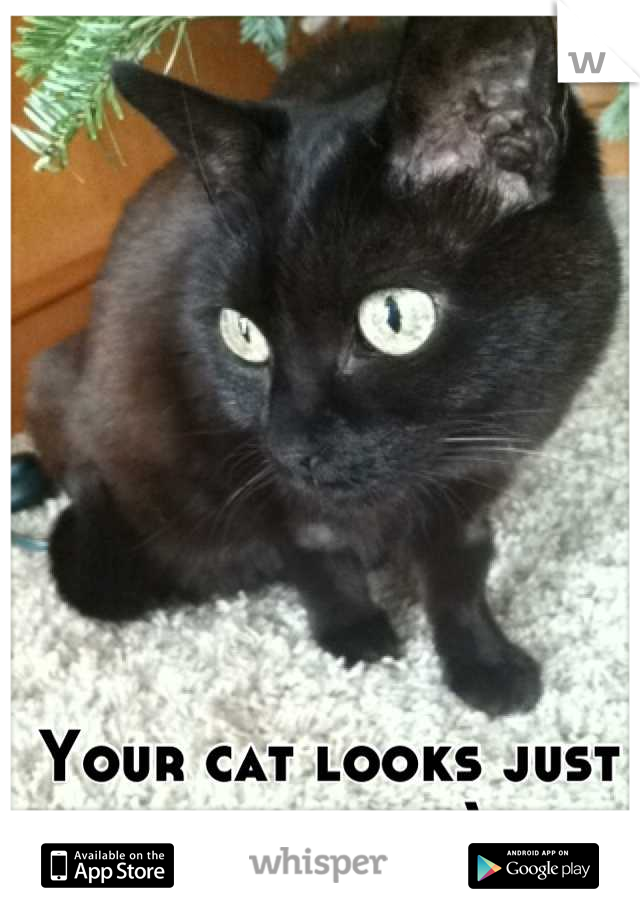Your cat looks just like mine :)