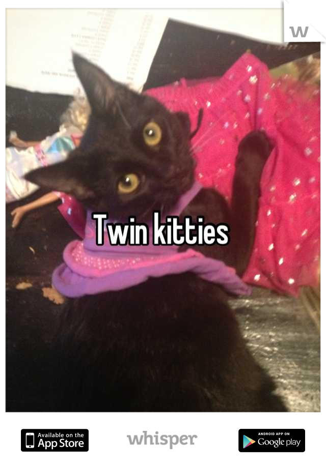 Twin kitties 