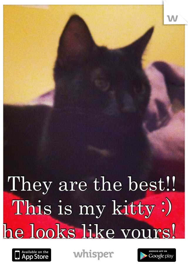 They are the best!! This is my kitty :) he looks like yours! 