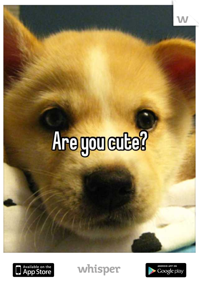 Are you cute?