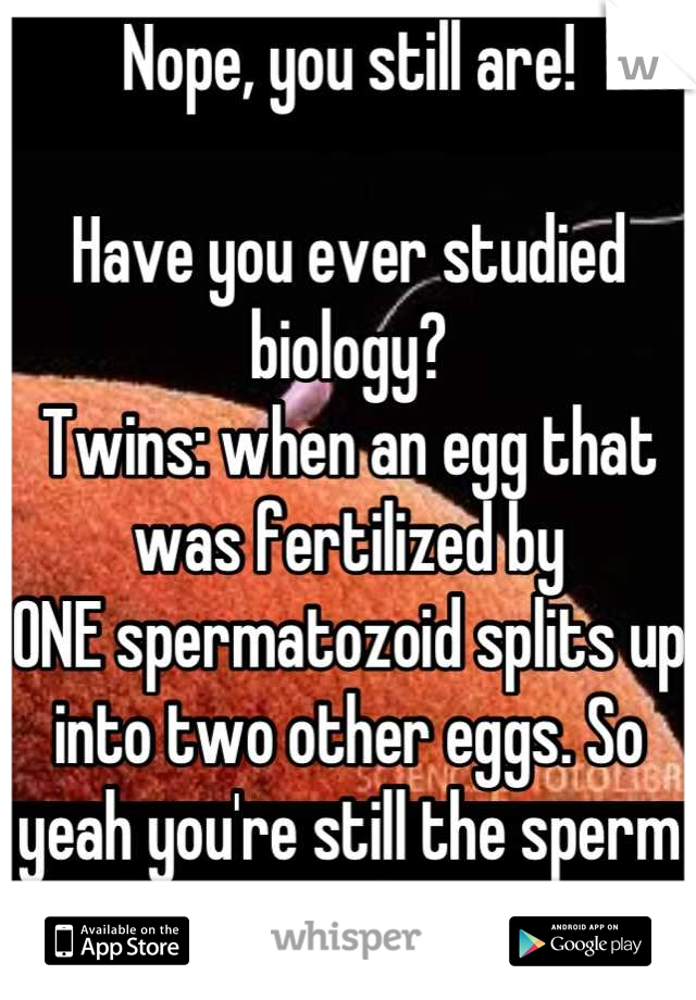 Nope, you still are!

Have you ever studied biology?
Twins: when an egg that was fertilized by
ONE spermatozoid splits up into two other eggs. So yeah you're still the sperm 
That won the race!  