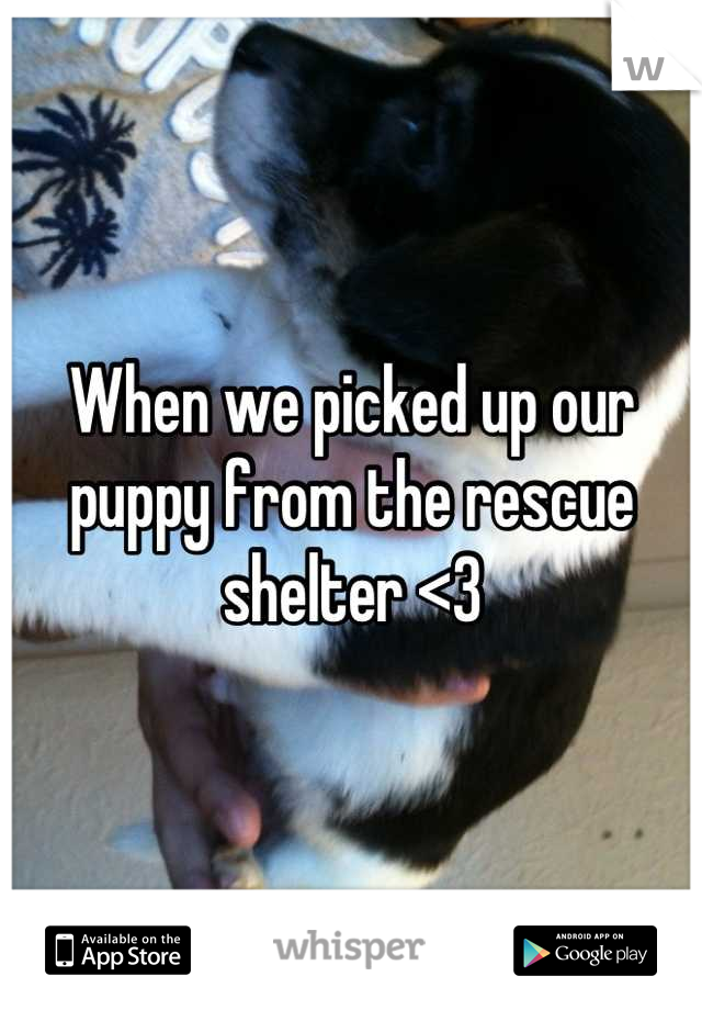 When we picked up our puppy from the rescue shelter <3