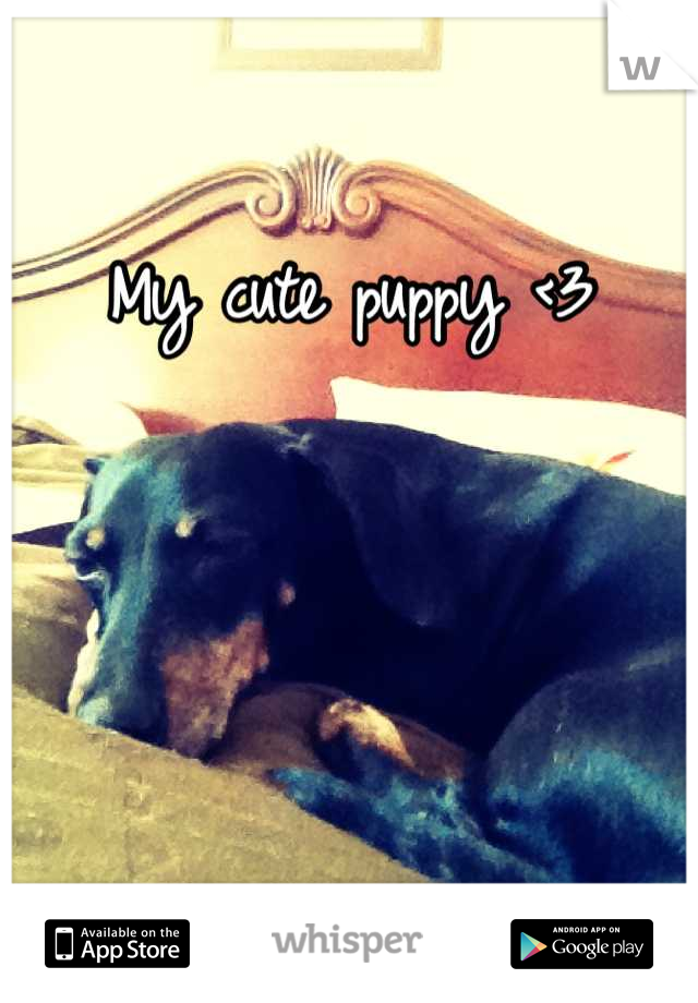 My cute puppy <3