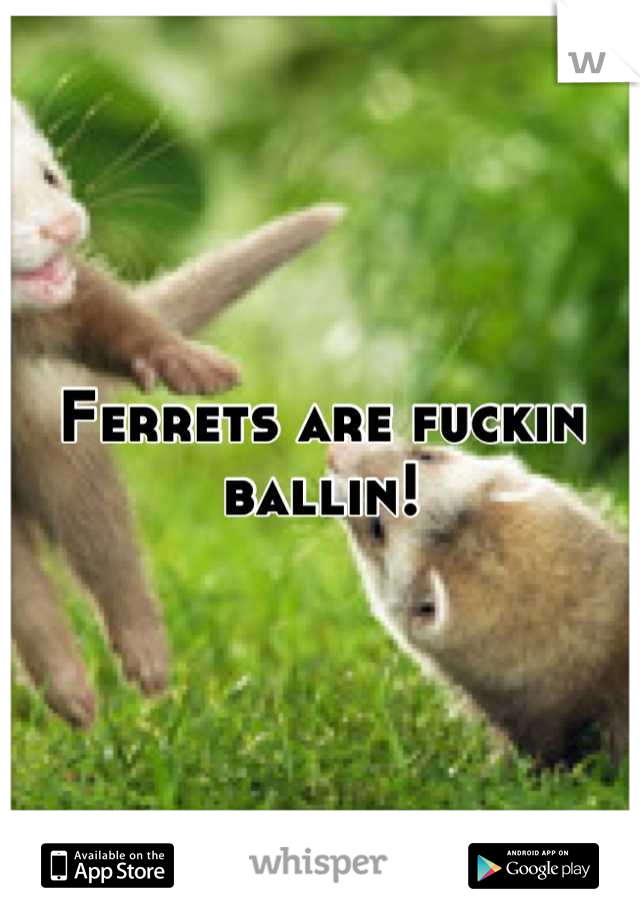 Ferrets are fuckin ballin!