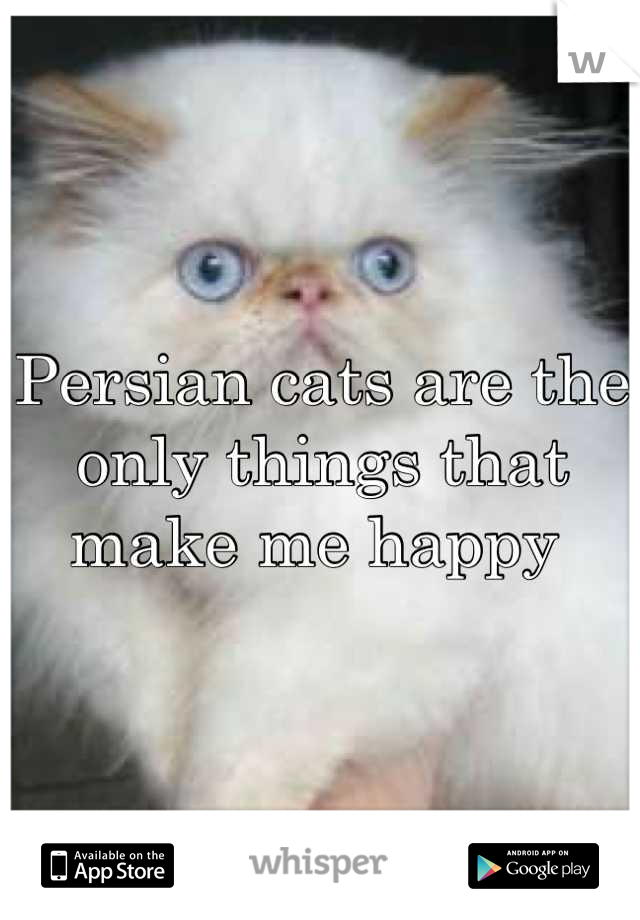 Persian cats are the only things that make me happy 