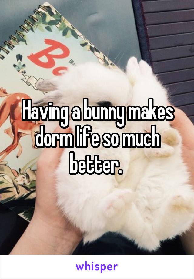 Having a bunny makes dorm life so much better. 